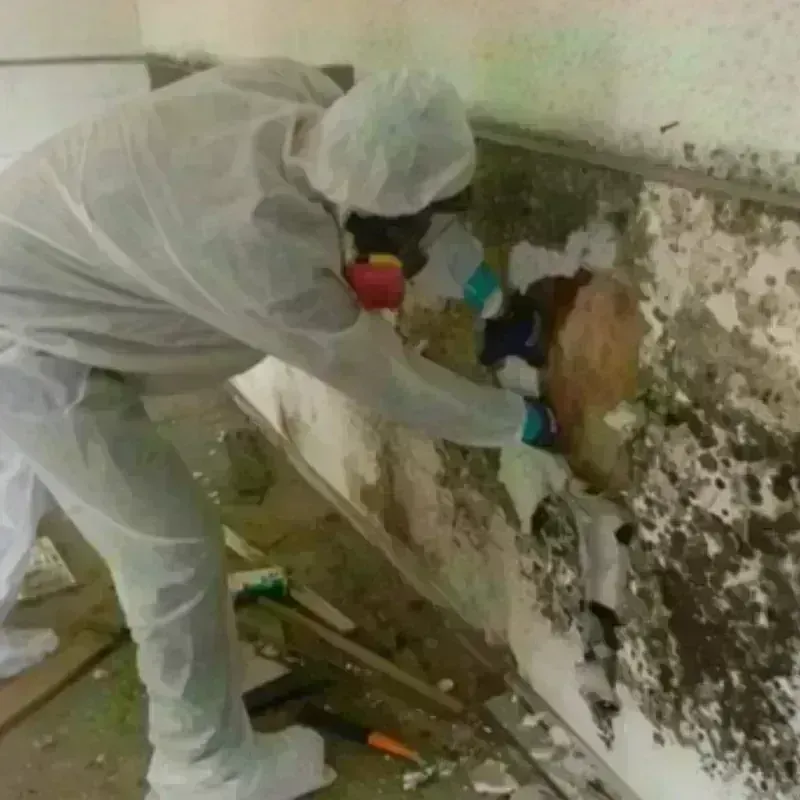 Mold Remediation and Removal in Louisburg, NC